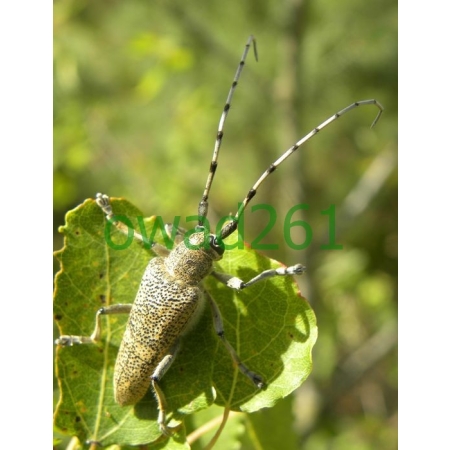 Saperda carcharias (Linnaeus, 1758) male Rzemlik topolowiec